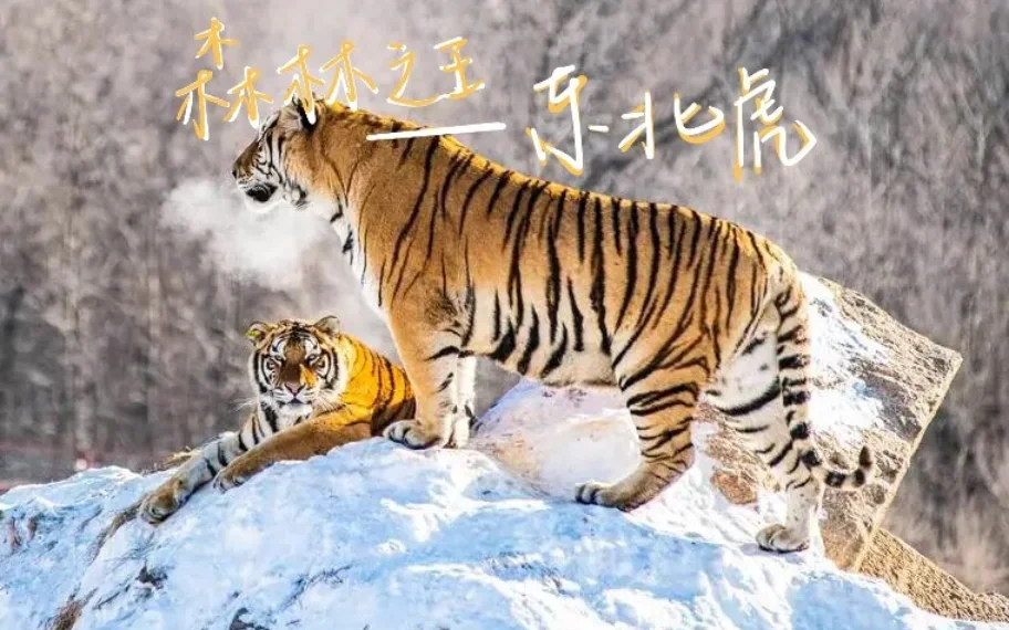 河北精英迎战东北虎广厦，实力碰撞